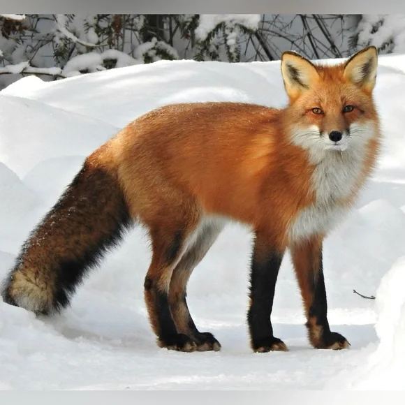 Brass Fox - Picture 2 of 7